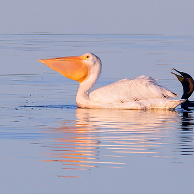 Observation de la faune